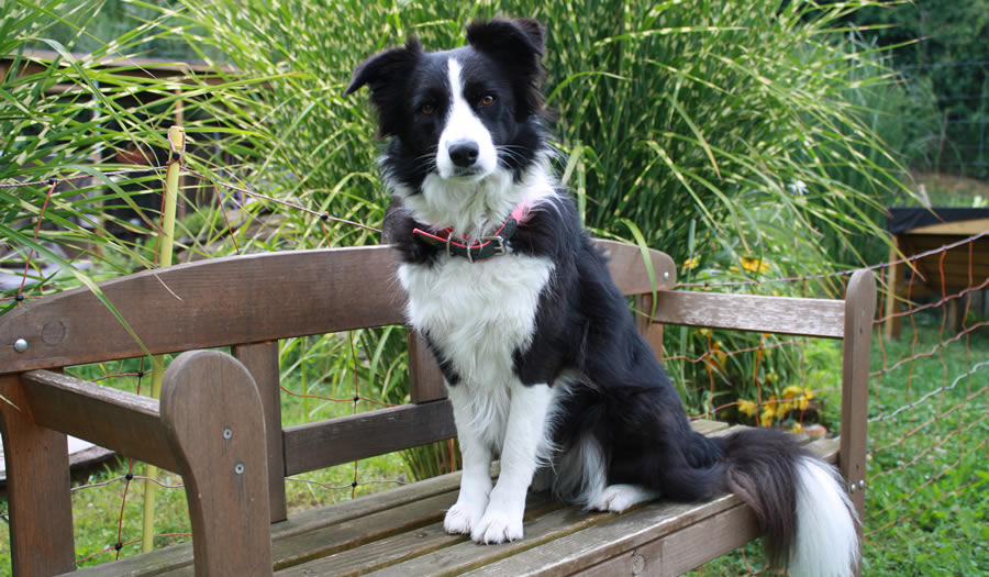 Bordercollie "Eevee of Western Horse and Dogs"