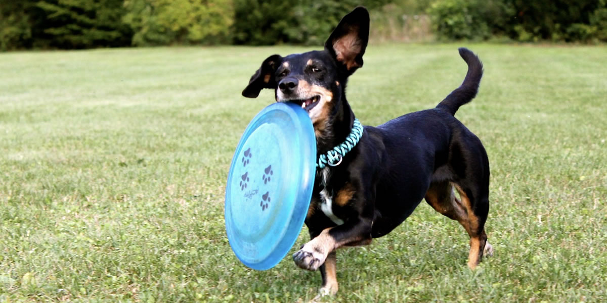 Dog Frisbee bei Gibpfote